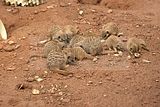 leipzig zoo-01_07_2011_zoo_allgemein_353